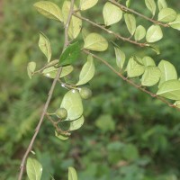 Ficus diversiformis Miq.